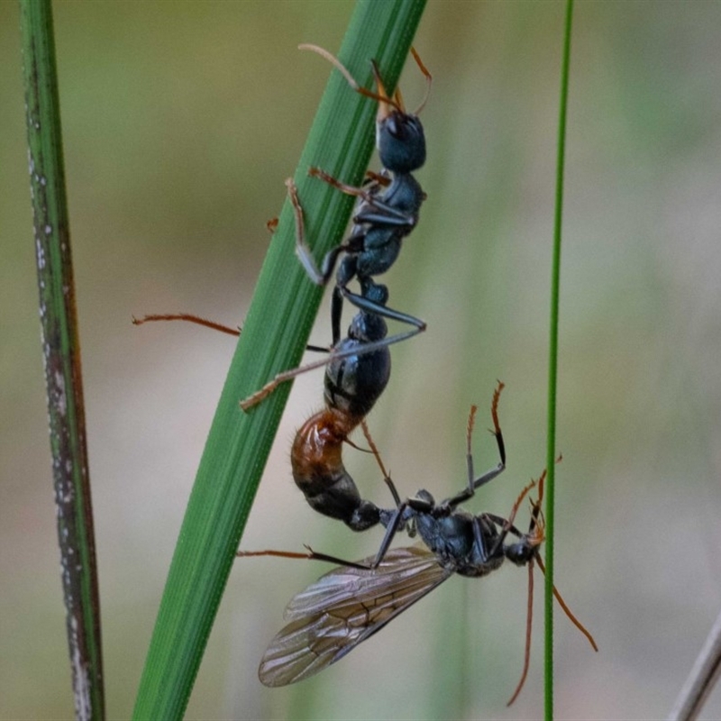 Myrmecia tarsata