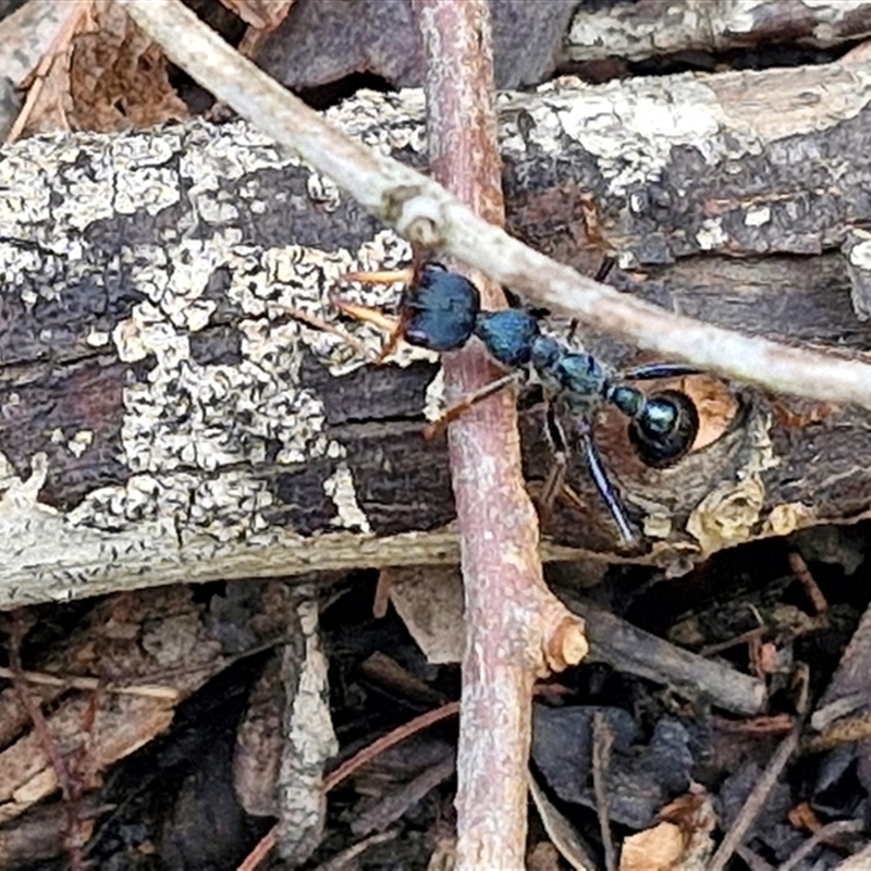 Myrmecia tarsata