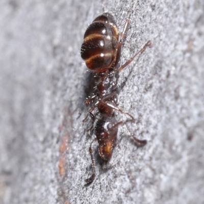 Myrmecorhynchus emeryi