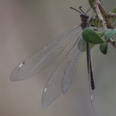 Myrmeleontidae (family)