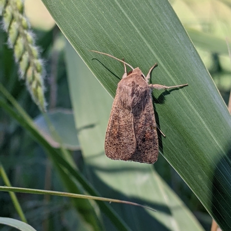 Mythimna (Pseudaletia) convecta