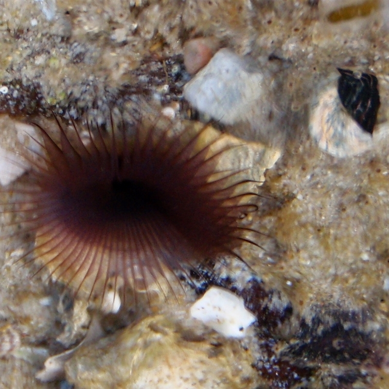 Myxicola infun-dibulum