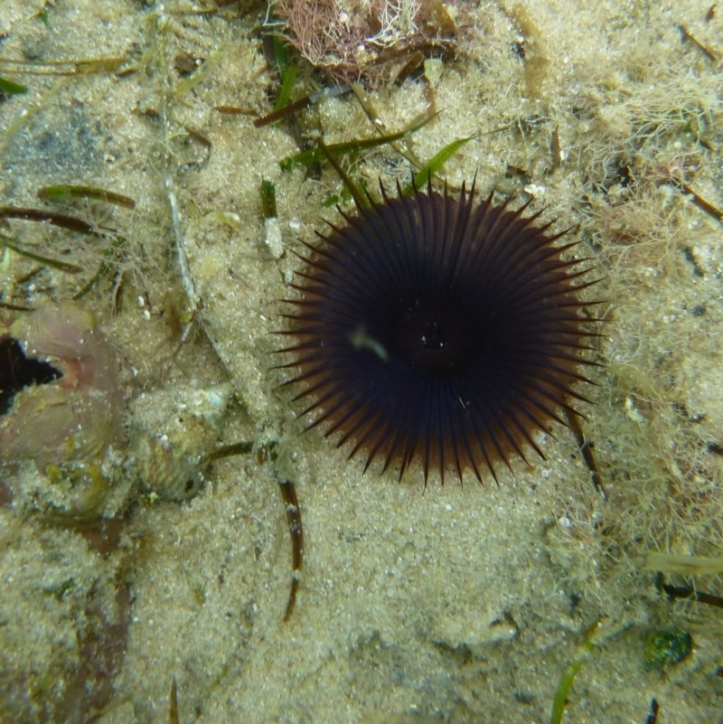 Myxicola infun-dibulum