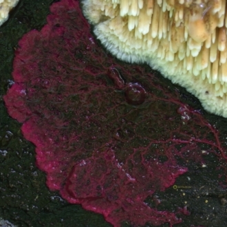 Myxomycete - plasmodium