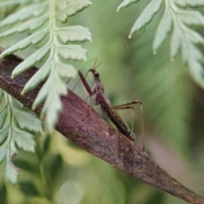 Nabidae sp. (family)