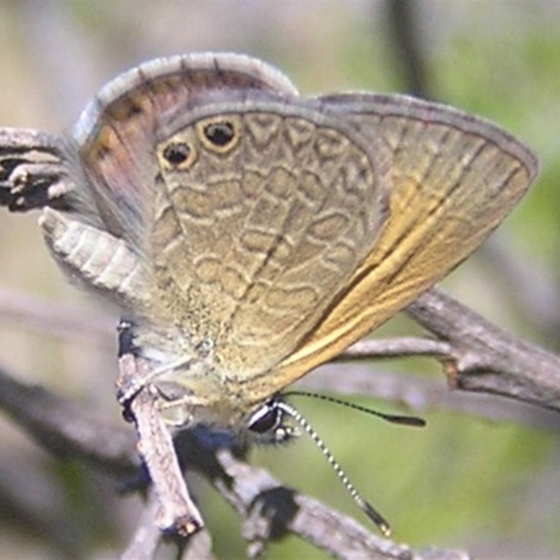 Nacaduba biocellata