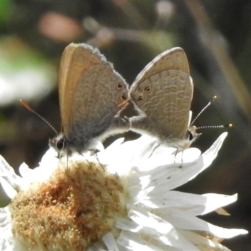 Nacaduba biocellata