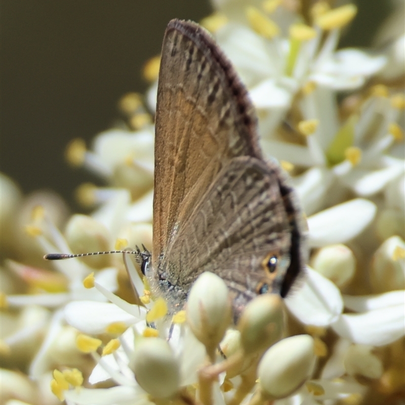 Nacaduba biocellata