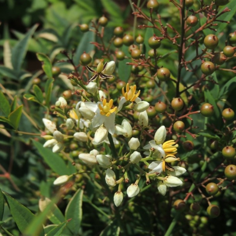 Nandina domestica