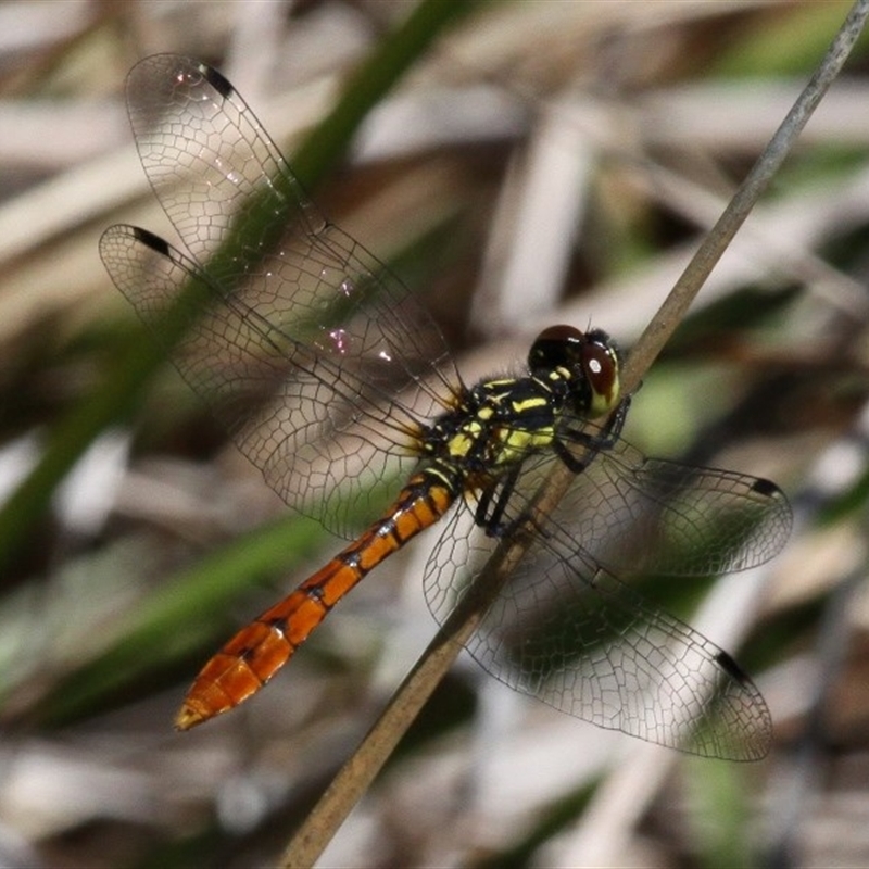 teneral (immature) male