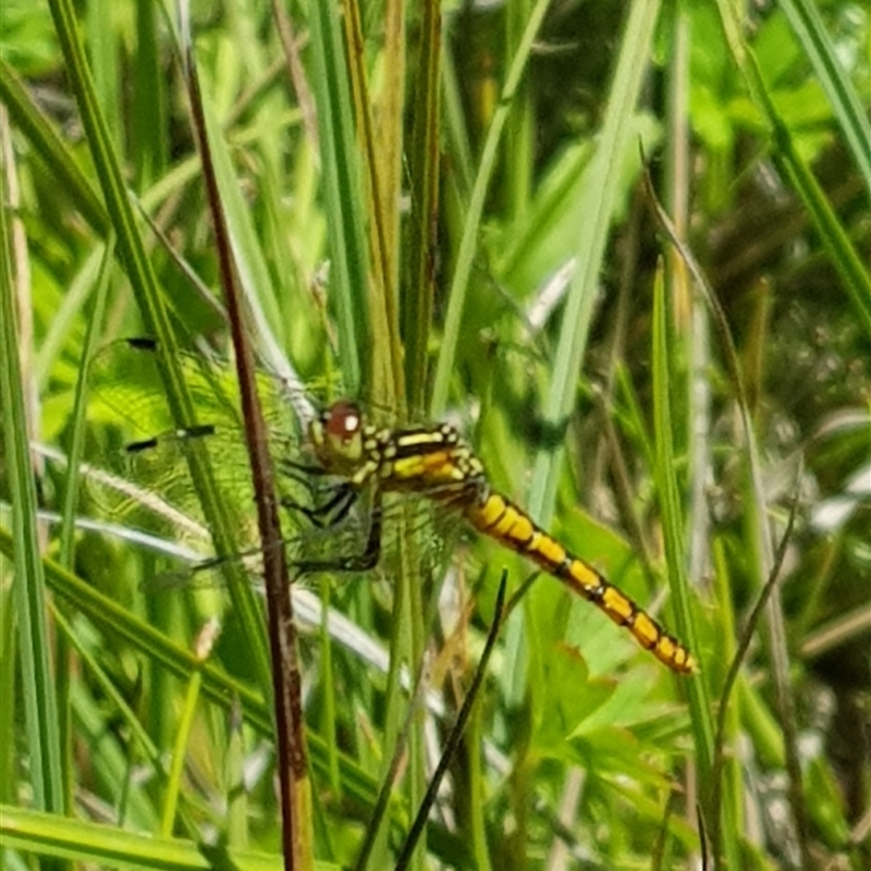 Nannophya dalei