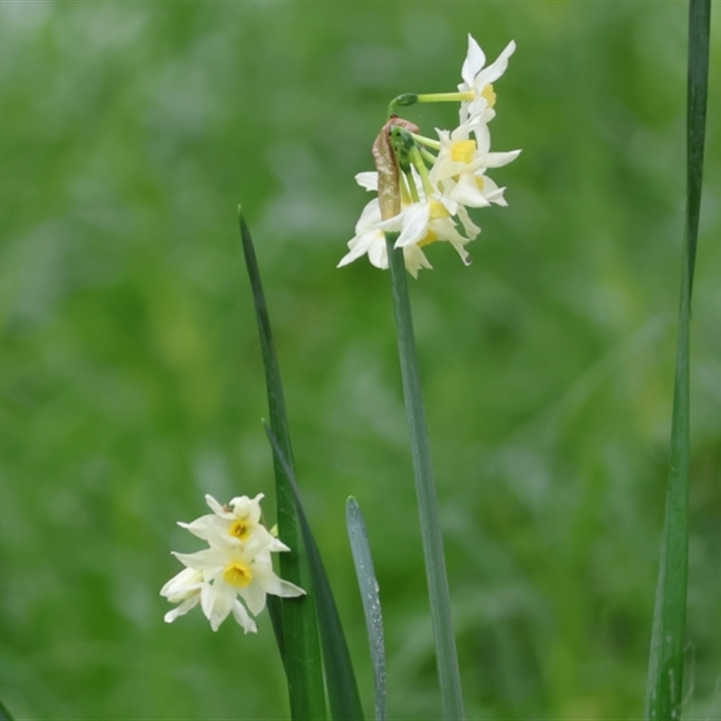 Narcissus jonquilla