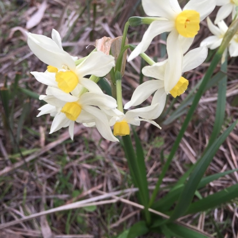 Narcissus tazetta