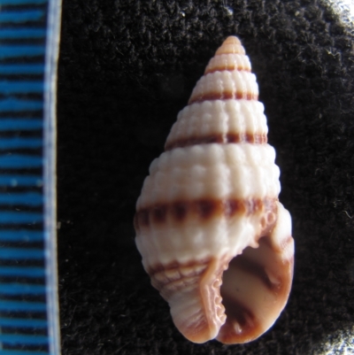 Nassarius pyrrhus - Tasmania (D. Dedenczuk)