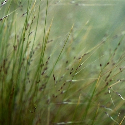 Flower spikelets