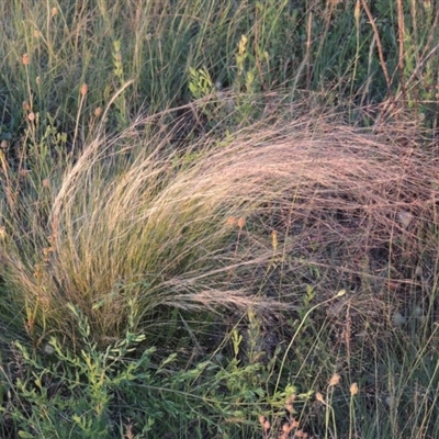 Typical plant in dry conditions