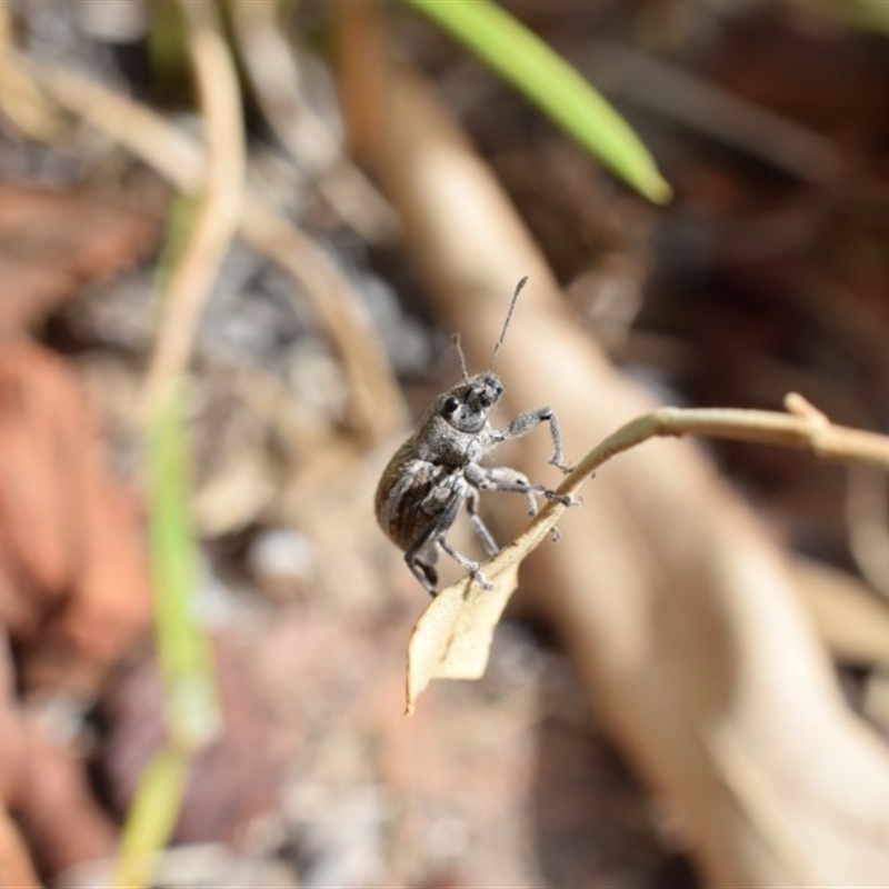 Naupactus leucoloma