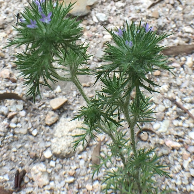 Navarretia squarrosa