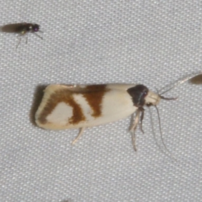 Antipterna trilicella