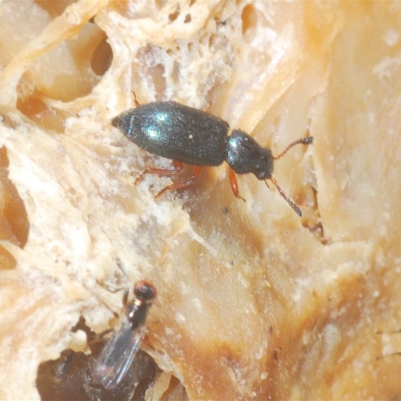 Necrobia rufipes