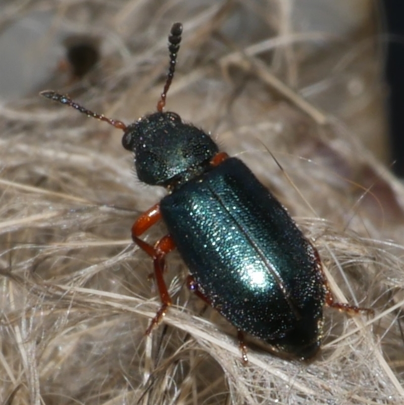Necrobia rufipes