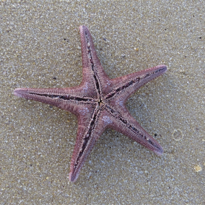 Nectria ocellata