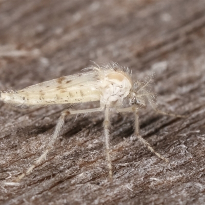 Nematocera sp. (suborder)