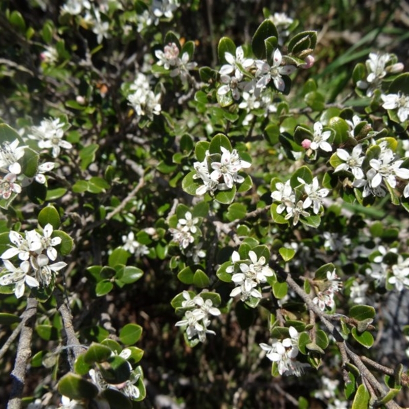 Nematolepis ovatifolia