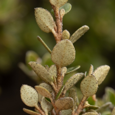 Nematolepis ovatifolia