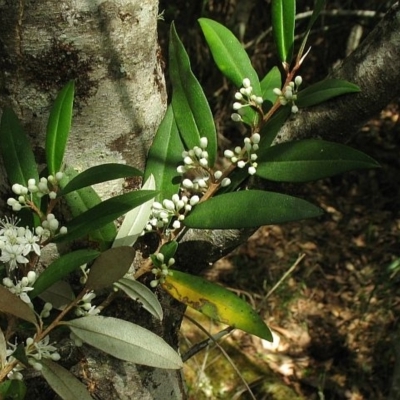 Nematolepis squamea subsp. squamea