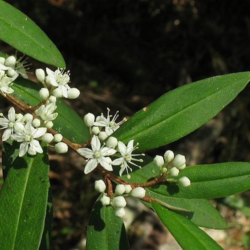 Nematolepis squamea subsp. squamea