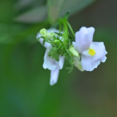 Nemesia strumosa