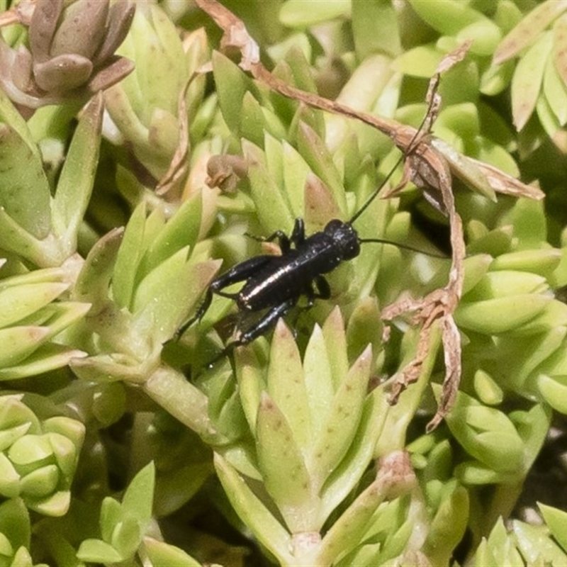 Nemobiinae sp. (sub-family)