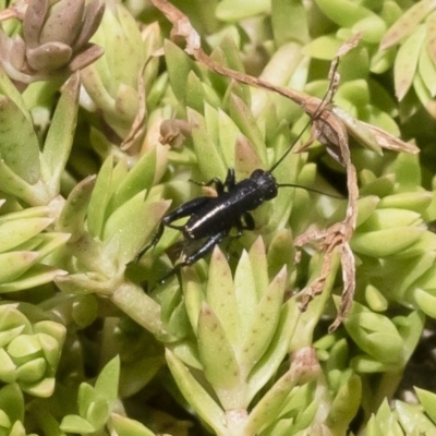 Nemobiinae sp. (sub-family)