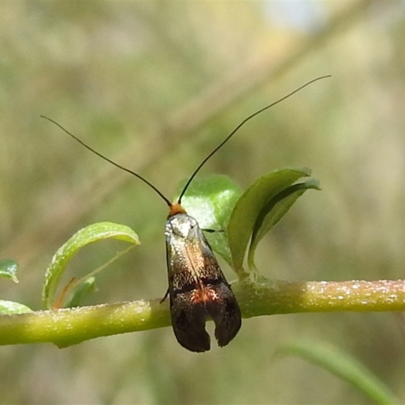 Nemophora sparsella