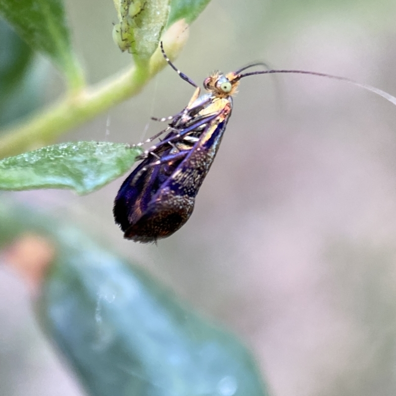 Nemophora sparsella