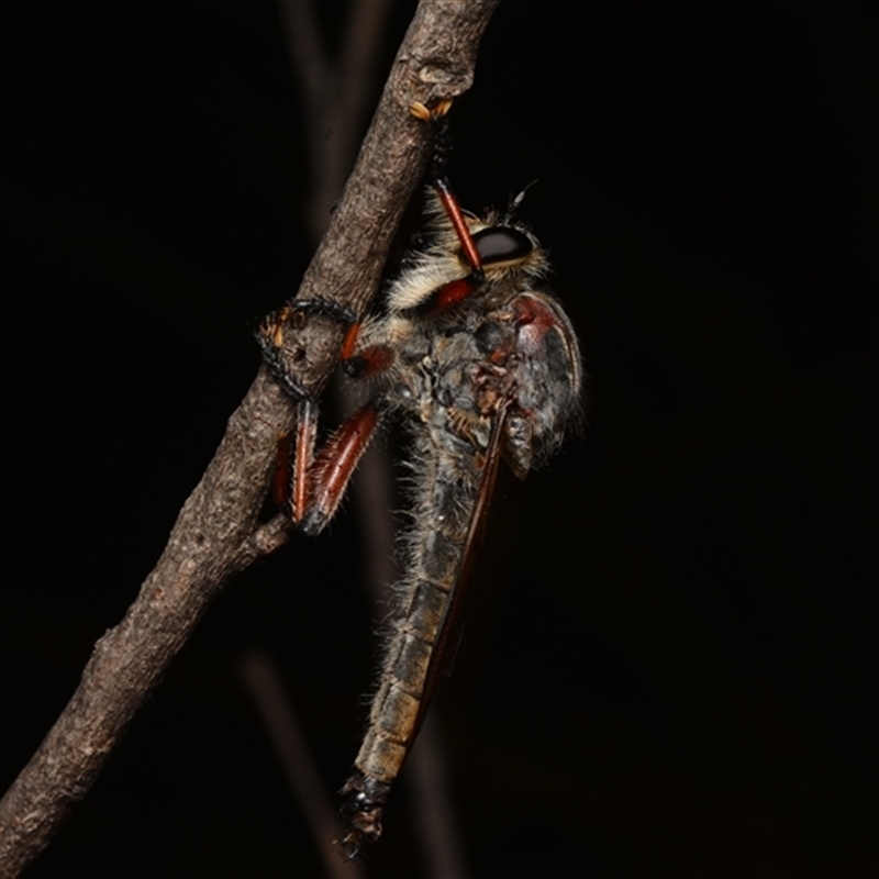 Neoaratus hercules