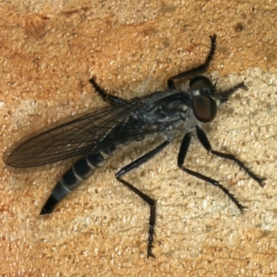 Neocerdistus acutangulatus