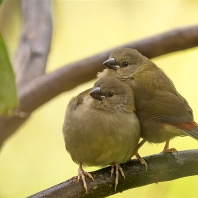 Juveniles