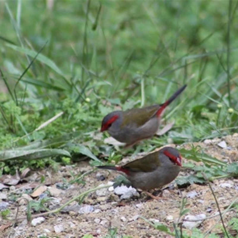 Neochmia temporalis