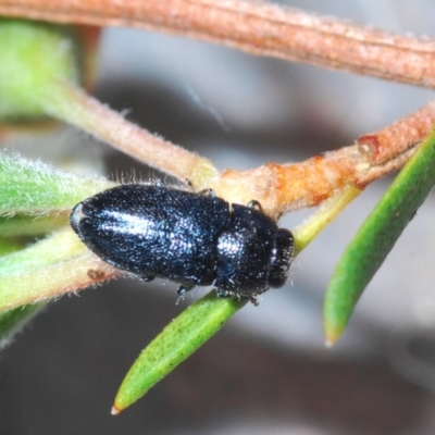 Neocuris pubescens