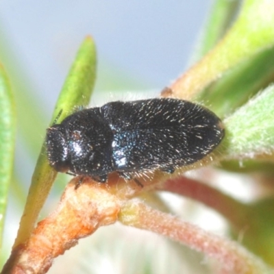 Neocuris pubescens