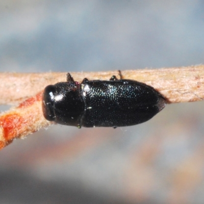 Neocuris sp. (genus)