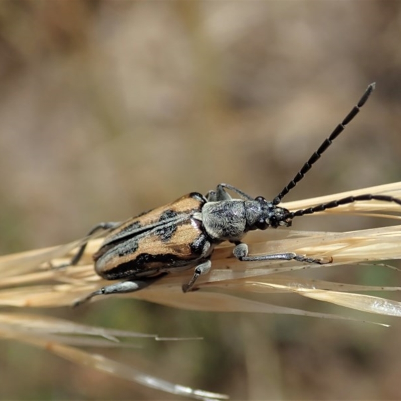 Neodiaphanops sp.