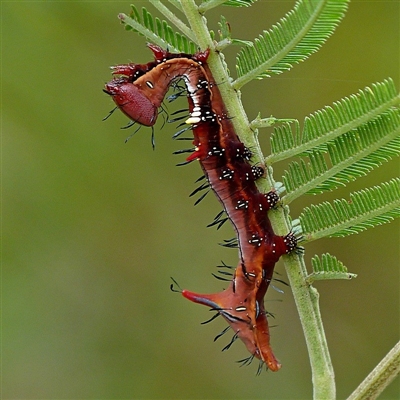 Neola semiaurata