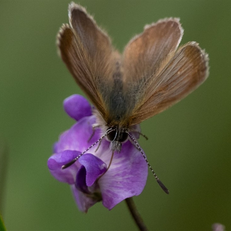 Neolucia mathewi