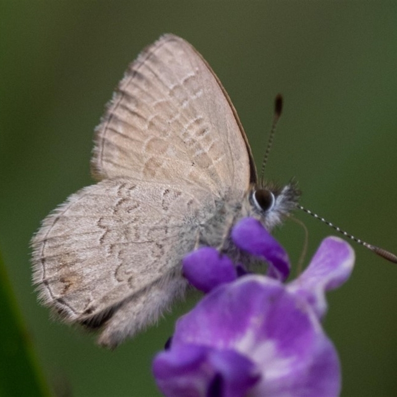 Neolucia mathewi