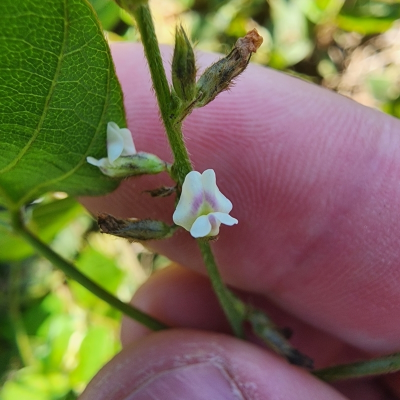 Neonotonia wightii