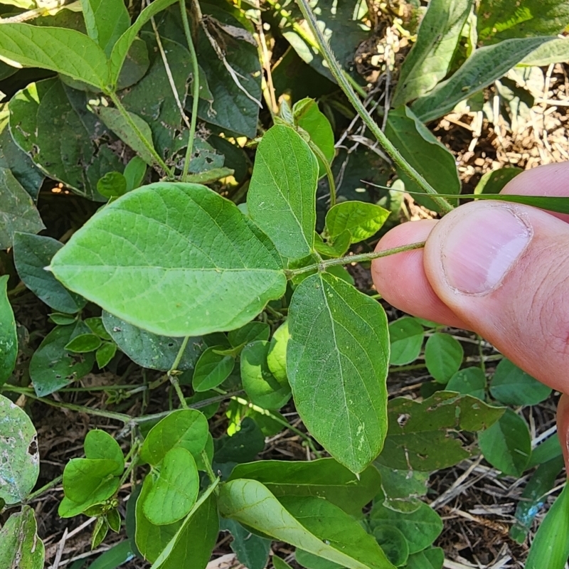 Neonotonia wightii