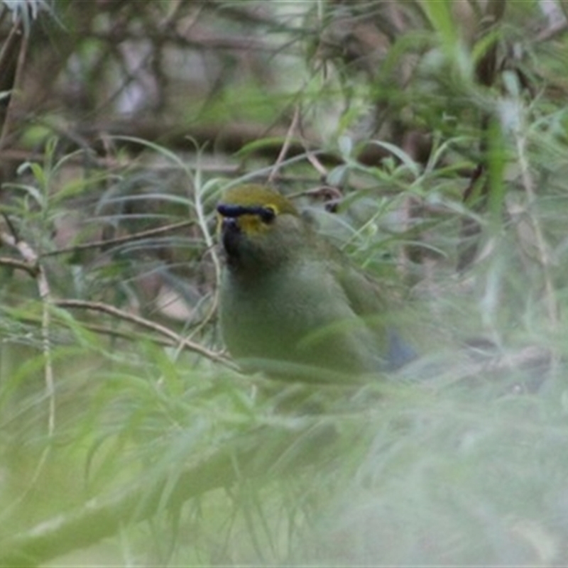 Neophema chrysostoma